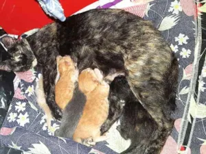 Gato raça Não definida idade Abaixo de 2 meses nome Não definidos