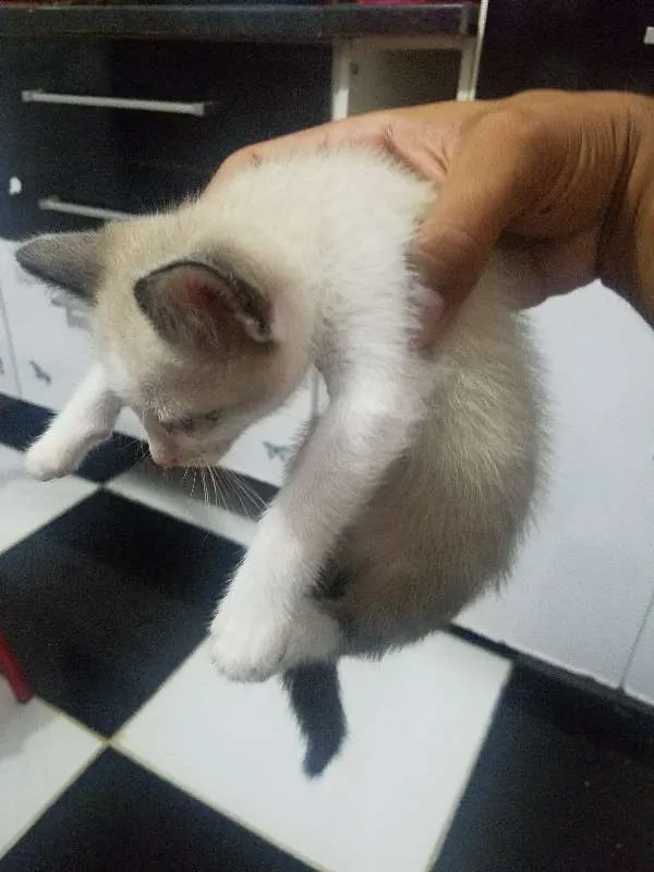 Gato ra a Não definida idade Abaixo de 2 meses nome Não definidos