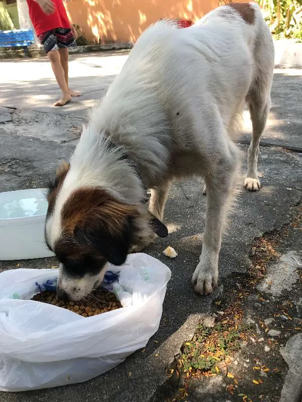 Cachorro ra a Não Sei idade 1 ano nome Sem nome