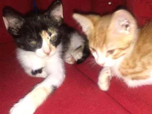 Gato raça Não definido  idade Abaixo de 2 meses nome gatinhos e gatinhas 