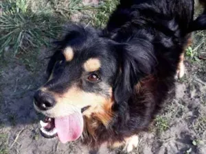 Cachorro raça SRD idade 2 anos nome FUSQUINHA