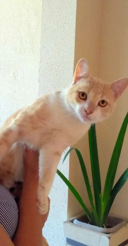 Gato ra a SEM RAÇA idade 1 ano nome ALEMÃO