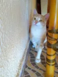 ALEMÃO
