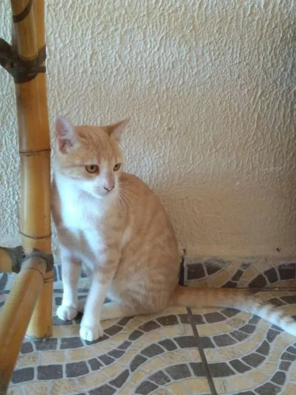 Gato ra a SEM RAÇA idade 1 ano nome ALEMÃO