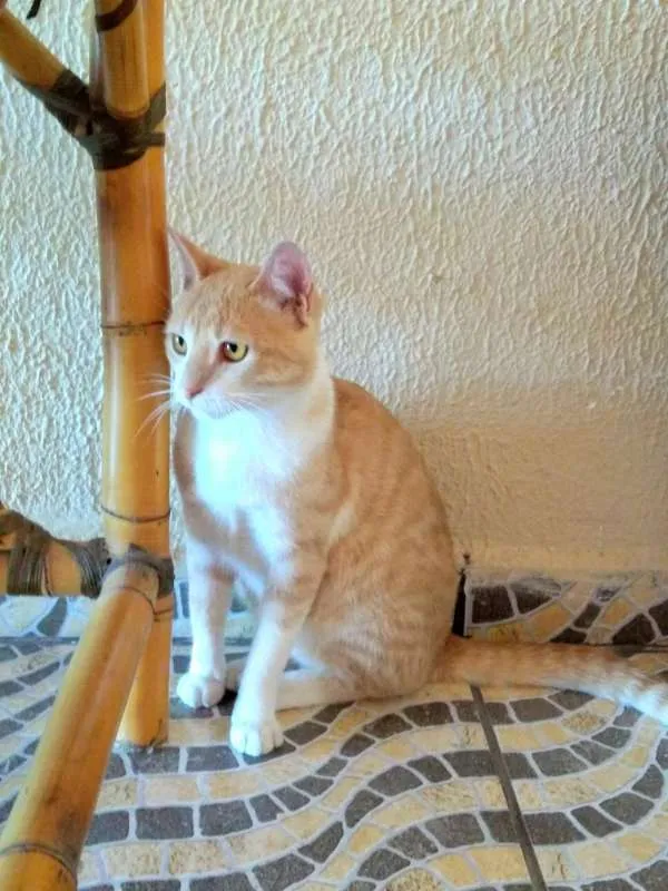 Gato ra a SEM RAÇA idade 1 ano nome ALEMÃO