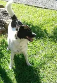 Dingo