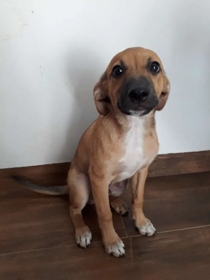 Cachorro ra a Vira-lata idade 2 a 6 meses nome Marle
