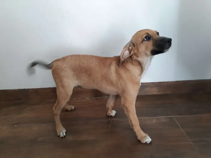 Cachorro ra a Vira-lata idade 2 a 6 meses nome Marle
