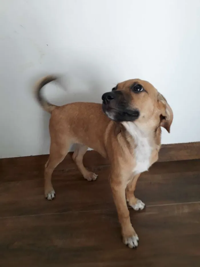 Cachorro ra a Vira-lata idade 2 a 6 meses nome Marle