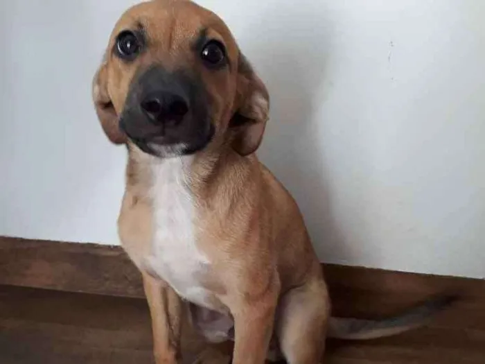 Cachorro ra a Vira-lata idade 2 a 6 meses nome Marle