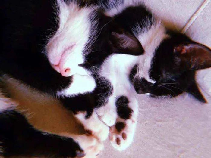Gato raça Vira-lata idade 2 a 6 meses nome Café com leite