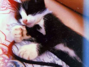 Gato raça Vira-lata idade 2 a 6 meses nome Café com leite