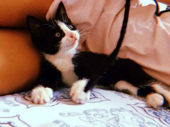Gato raça Vira-lata idade 2 a 6 meses nome Café com leite