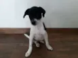 Pipoca