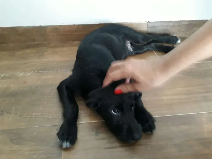 Cachorro ra a Vira-lata idade 2 a 6 meses nome Beethoven