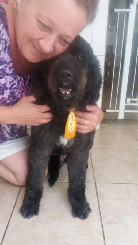 Cachorro ra a Poodle idade 1 ano nome Uly