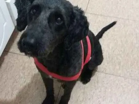 Cachorro ra a Poodle idade 1 ano nome Uly