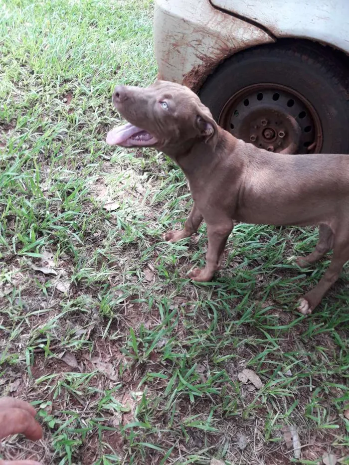 Cachorro ra a Pitbull idade 2 a 6 meses nome Thor