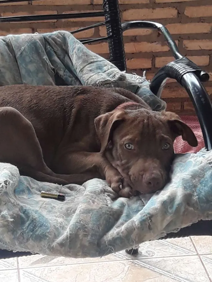 Cachorro ra a Pitbull idade 2 a 6 meses nome Thor