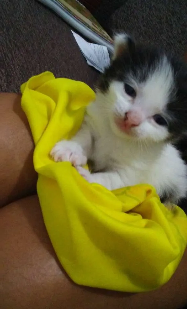 Gato ra a  idade Abaixo de 2 meses nome São quatros 