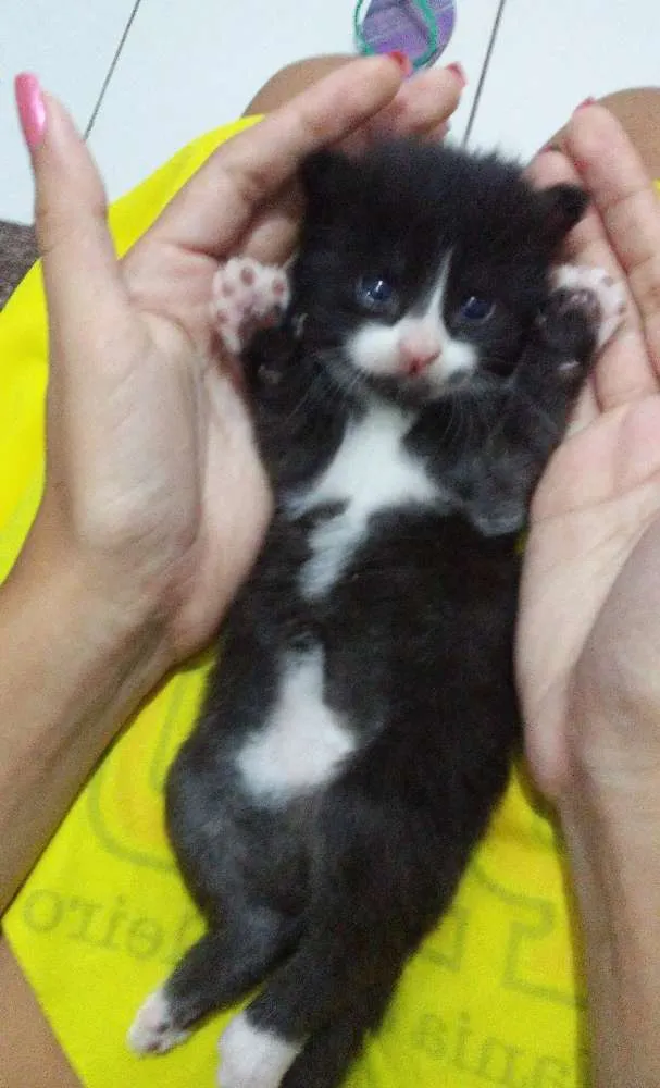 Gato ra a  idade Abaixo de 2 meses nome São quatros 