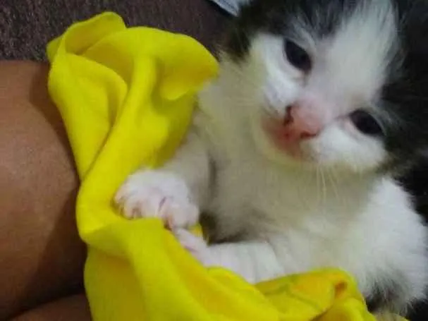 Gato ra a  idade Abaixo de 2 meses nome São quatros 
