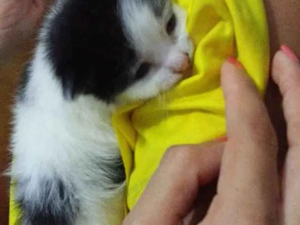 Gato ra a  idade Abaixo de 2 meses nome São quatros 