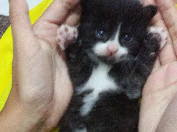Gato ra a  idade Abaixo de 2 meses nome São quatros 