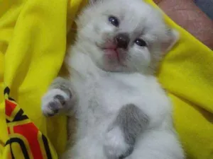 Gato raça  idade Abaixo de 2 meses nome São quatros 