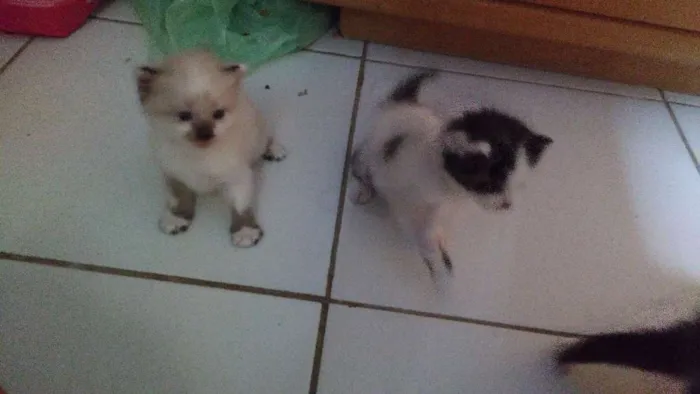 Gato ra a  idade Abaixo de 2 meses nome São quatros 