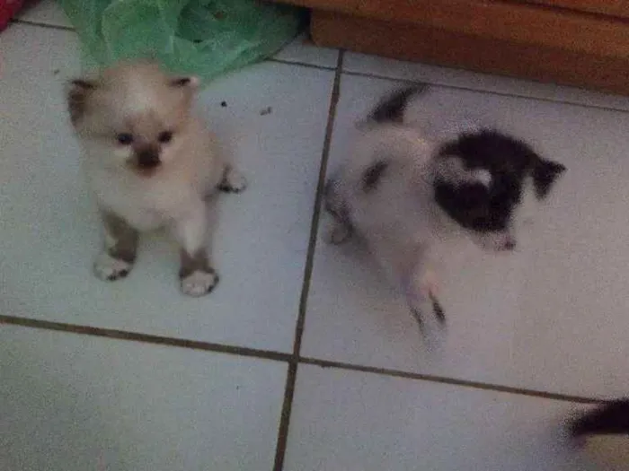 Gato ra a  idade Abaixo de 2 meses nome São quatros 