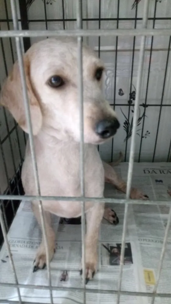 Cachorro ra a Poodle idade 4 anos nome Maguila