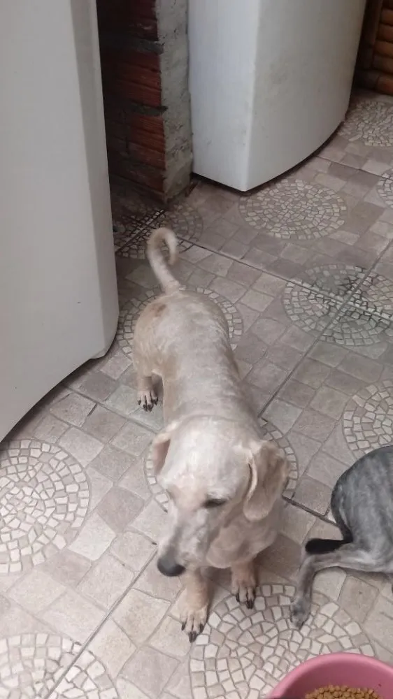 Cachorro ra a Poodle idade 4 anos nome Maguila