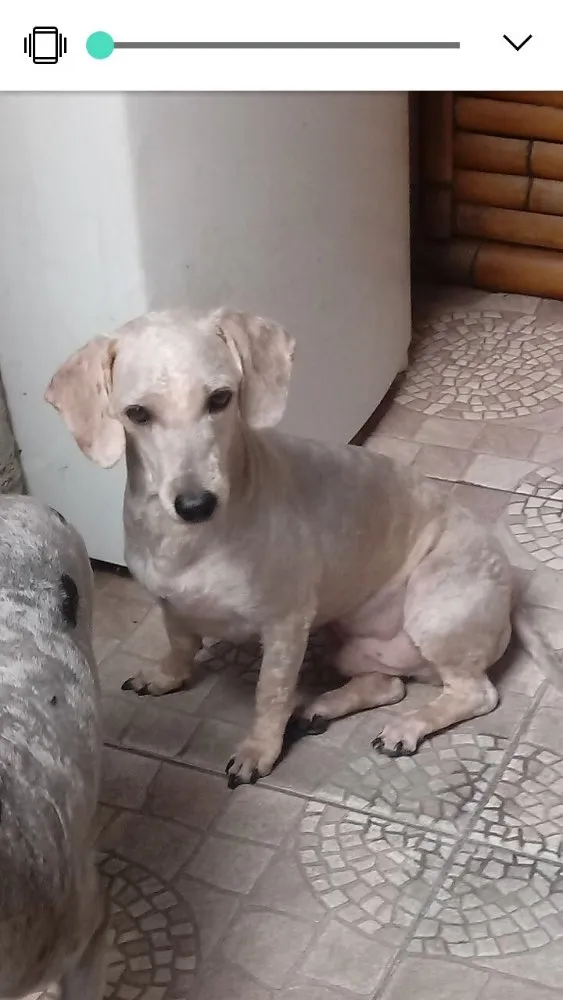 Cachorro ra a Poodle idade 4 anos nome Maguila