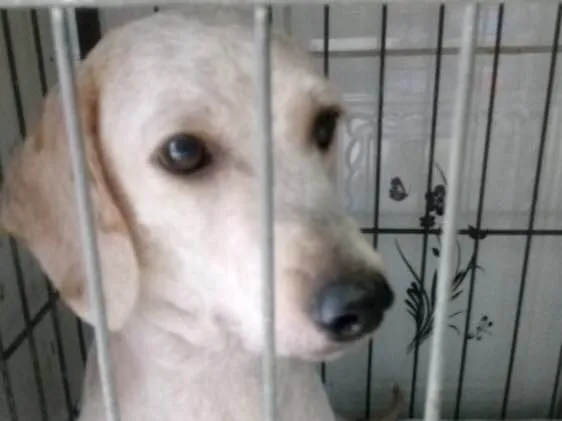 Cachorro ra a Poodle idade 4 anos nome Maguila