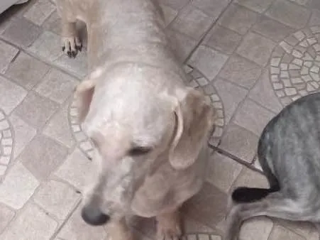 Cachorro ra a Poodle idade 4 anos nome Maguila