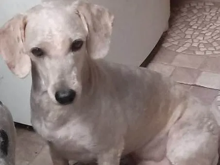 Cachorro ra a Poodle idade 4 anos nome Maguila