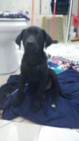 Negrets