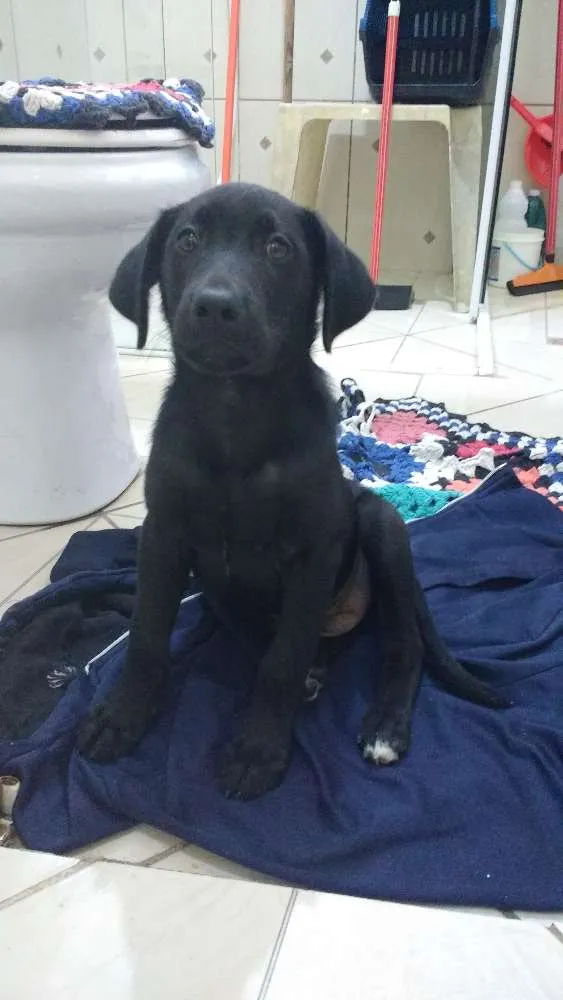 Cachorro ra a Vira lata  idade 2 a 6 meses nome Negrets