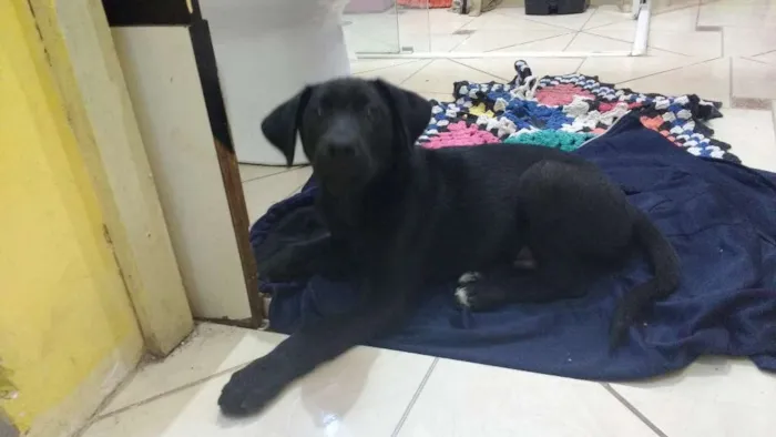 Cachorro ra a Vira lata  idade 2 a 6 meses nome Negrets