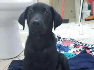 Cachorro raça Vira lata  idade 2 a 6 meses nome Negrets