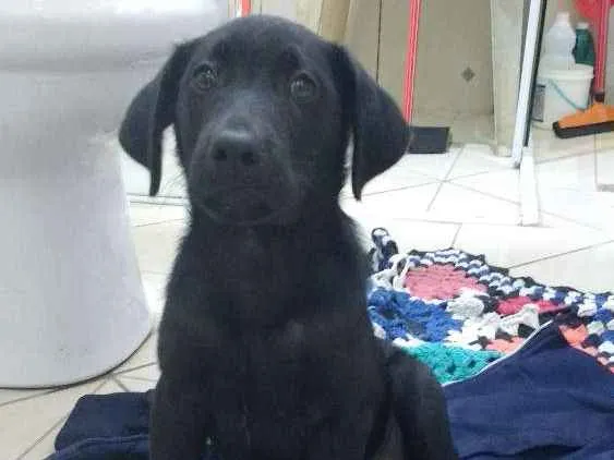Cachorro ra a Vira lata  idade 2 a 6 meses nome Negrets