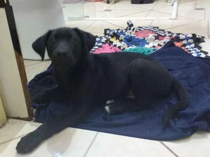Cachorro ra a Vira lata  idade 2 a 6 meses nome Negrets