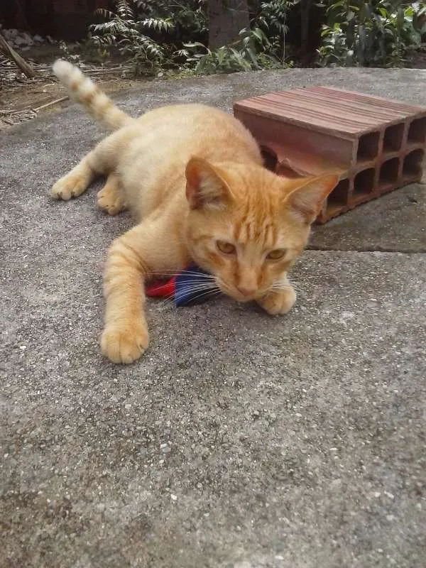 Gato ra a Misto idade 7 a 11 meses nome Alexandre o grande