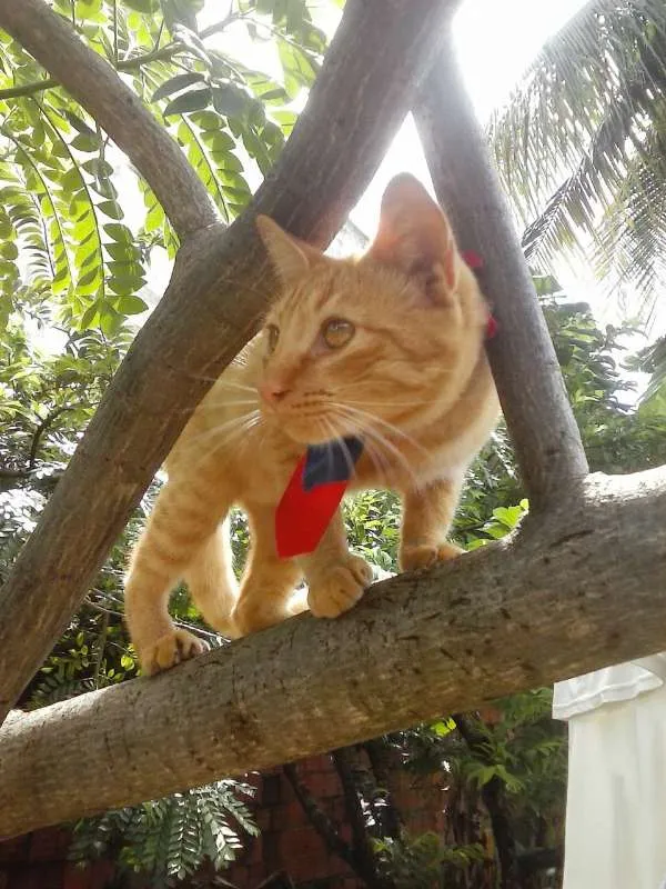 Gato ra a Misto idade 7 a 11 meses nome Alexandre o grande