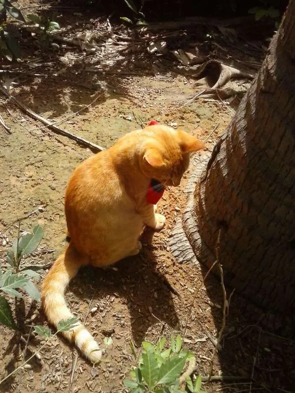 Gato ra a Misto idade 7 a 11 meses nome Alexandre o grande