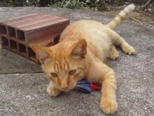 Gato ra a Misto idade 7 a 11 meses nome Alexandre o grande