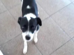 Cachorro raça Sem raca idade 1 ano nome Akila