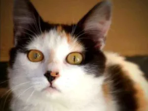 Gato raça SRD idade 7 a 11 meses nome Malú