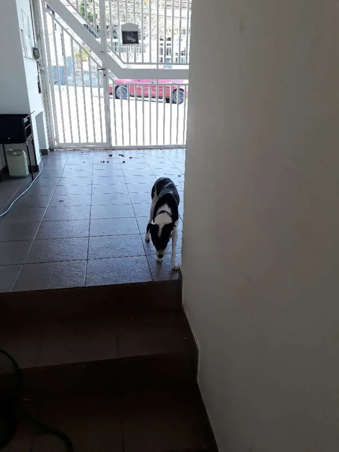Cachorro ra a Sem raca idade 1 ano nome Akila